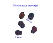 Turbinicarpus jauernigii CR2294.jpg